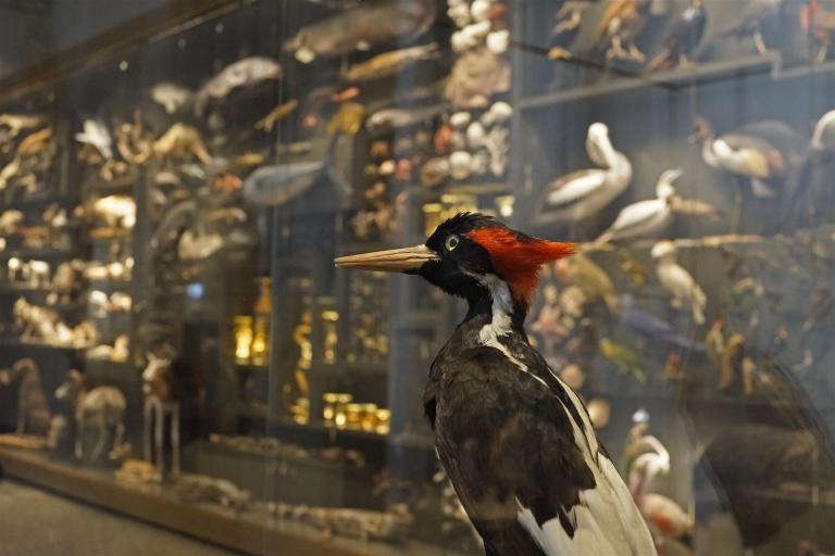 Ausgestorben von Thomas Arnold