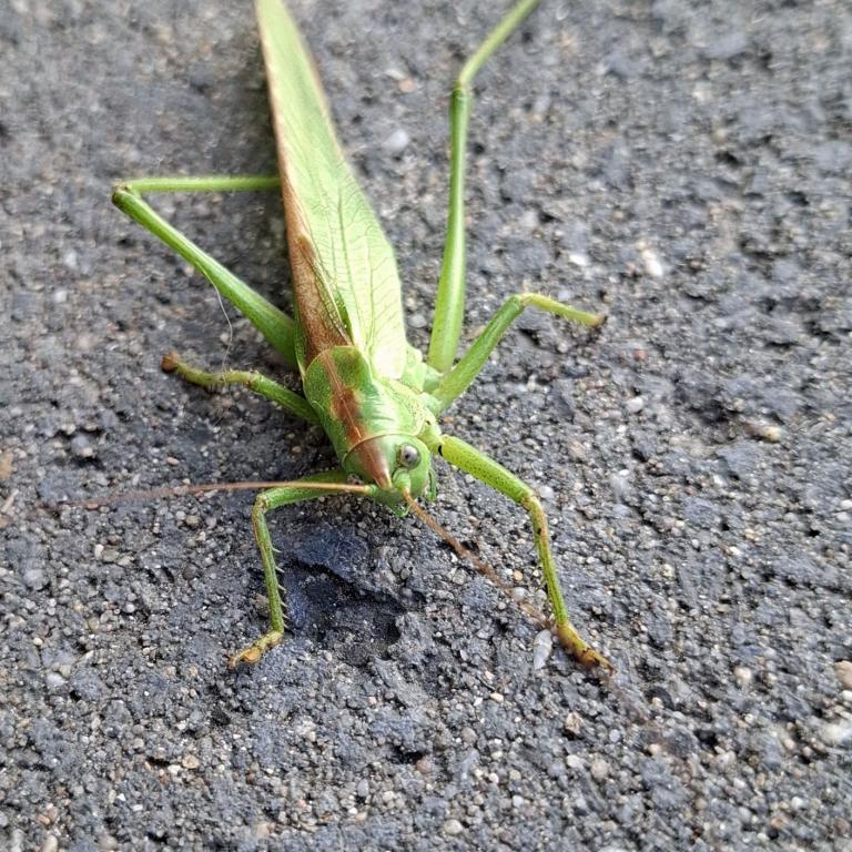 Flip der Grashüpfer von Elmar Lichtl